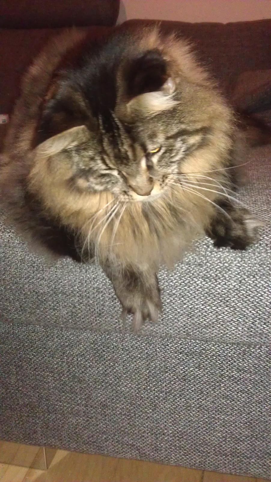 Maine Coon Loke( i himlen) billede 11