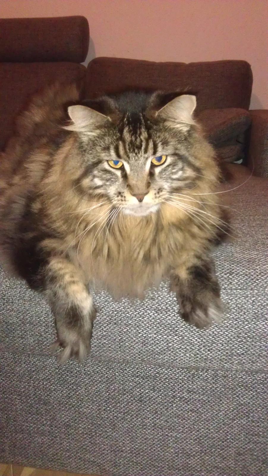 Maine Coon Loke( i himlen) billede 12
