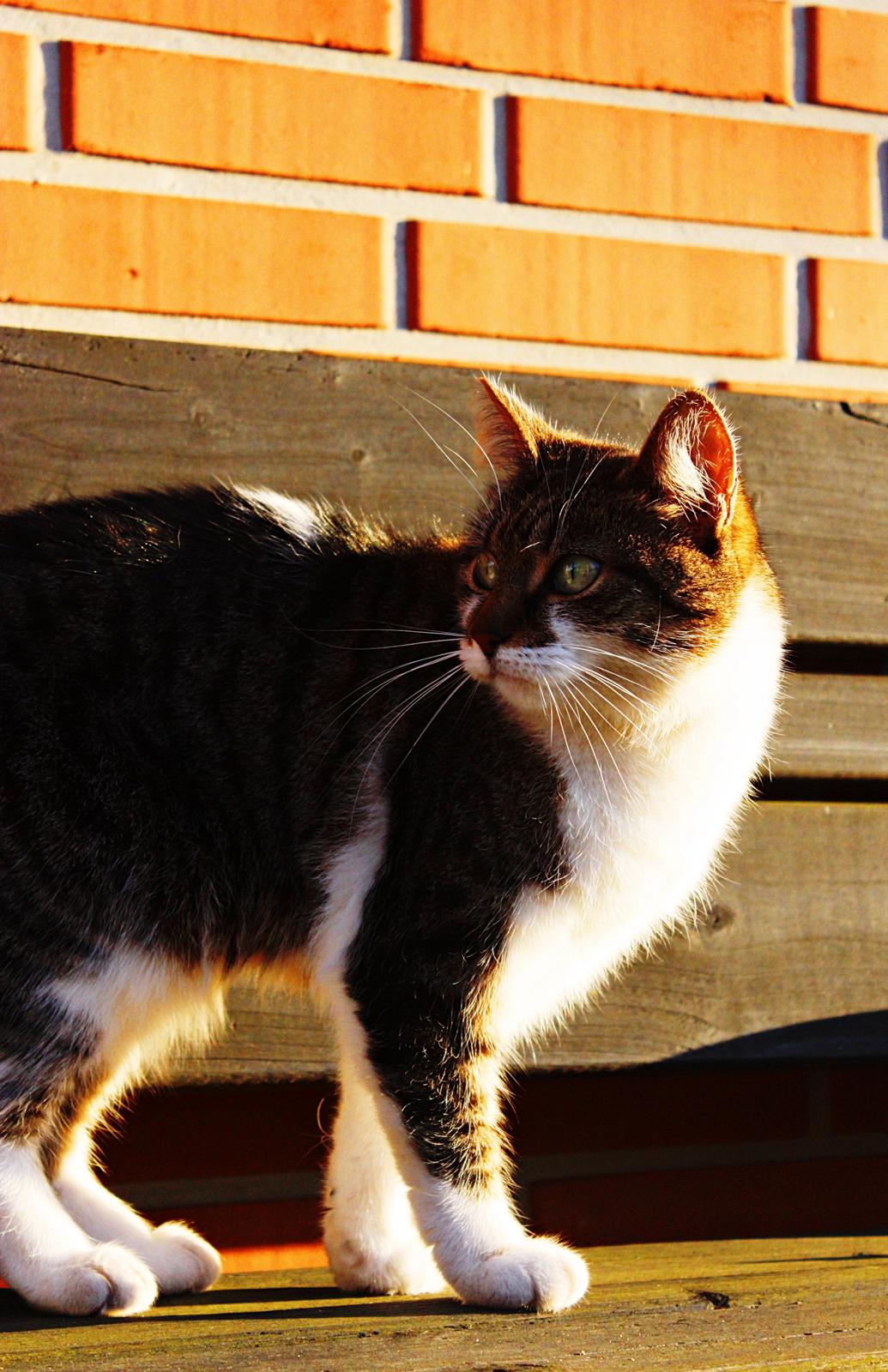 Manx ~ Frida AkA. Mis billede 2