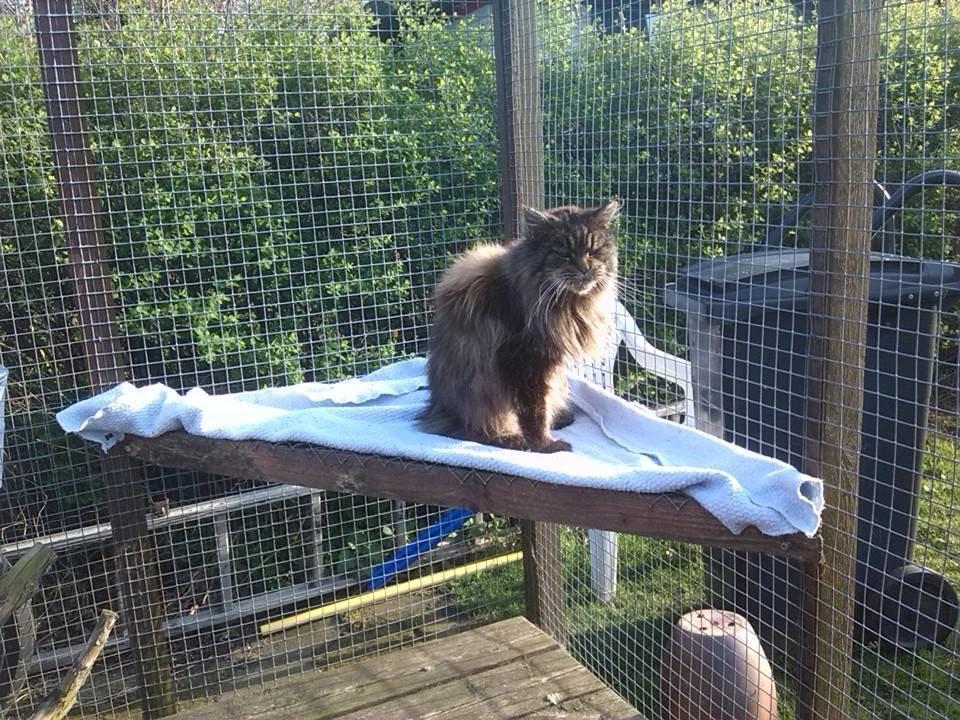 Maine Coon Odessa billede 22