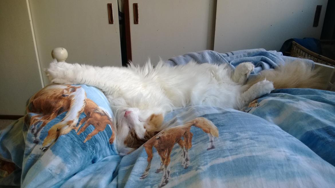 Norsk Skovkat Uffe billede 1