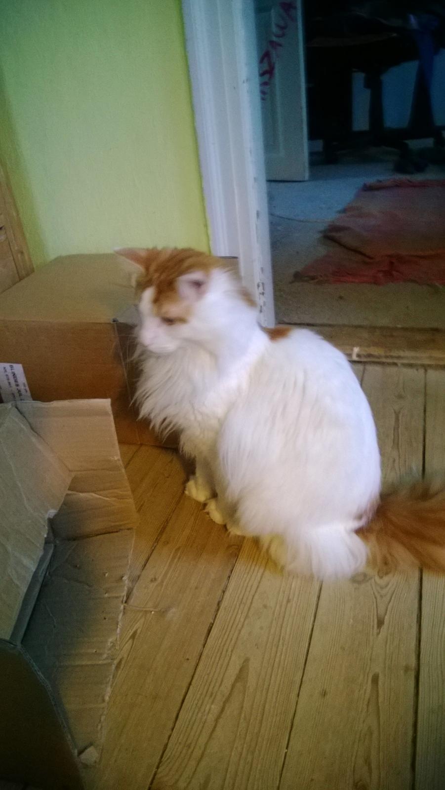 Norsk Skovkat Uffe billede 2