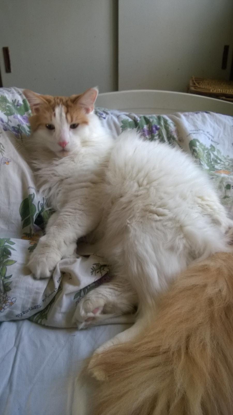 Norsk Skovkat Uffe billede 3