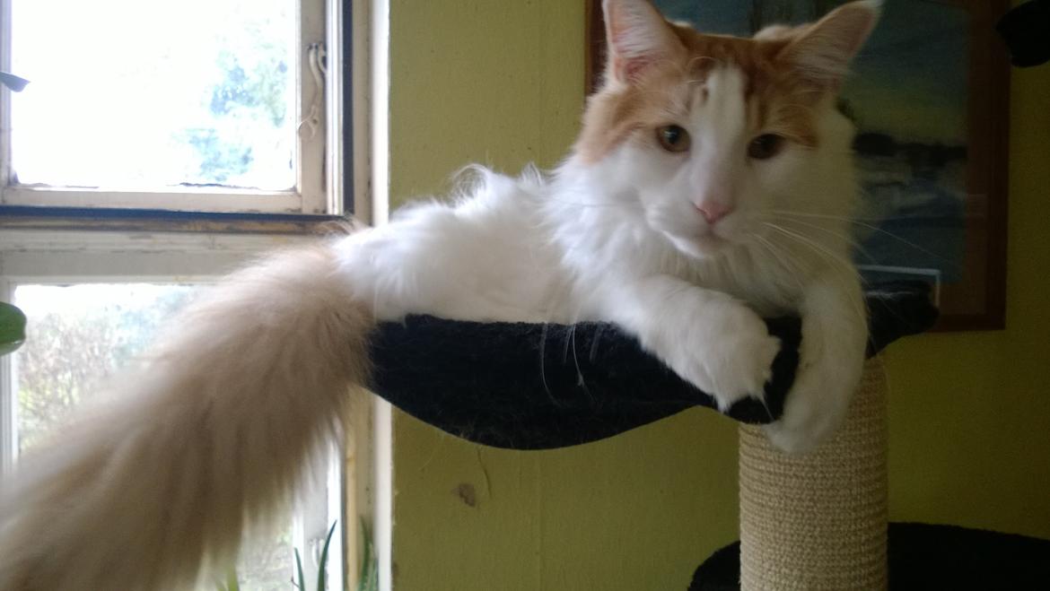 Norsk Skovkat Uffe billede 4