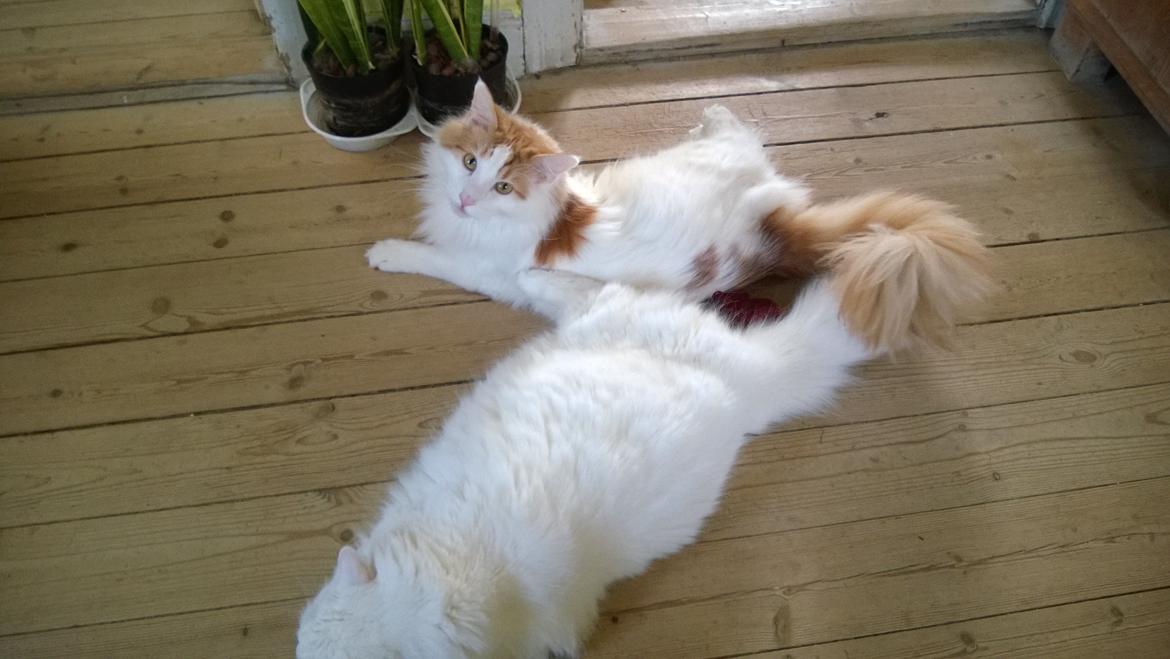 Norsk Skovkat Uffe billede 5