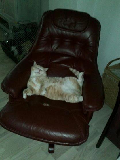 Huskat Mowgli billede 7