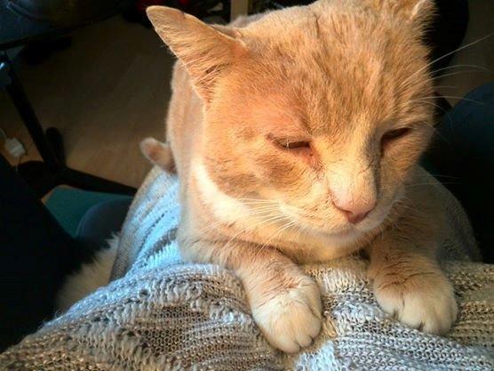 Huskat Mowgli - Han havde lige savnet mig efter jeg havde været væk, (I Skole) billede 8