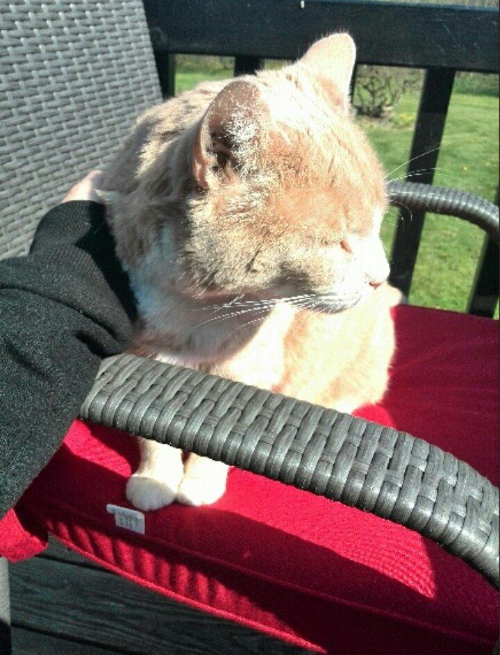 Huskat Mowgli - Nyder lige en varm forårs dag :D billede 9