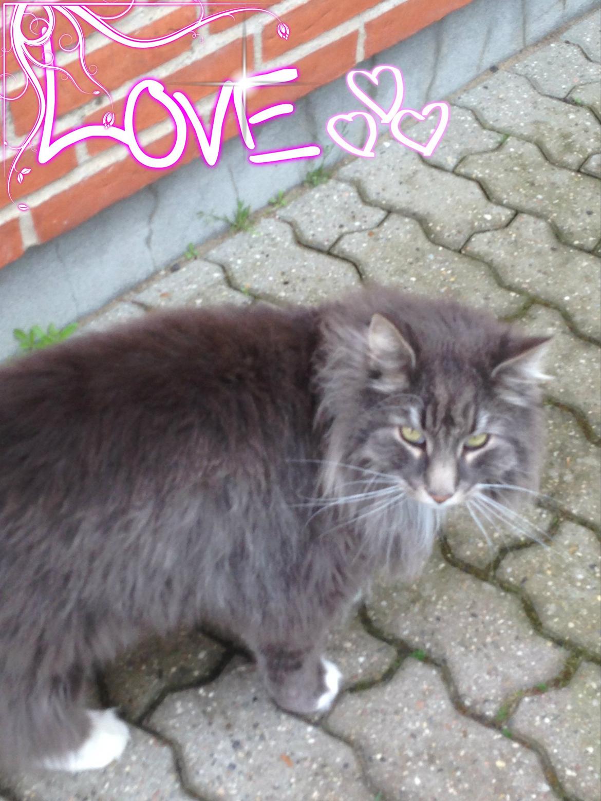 Norsk Skovkat DK Vejlevedel's Gucci billede 2