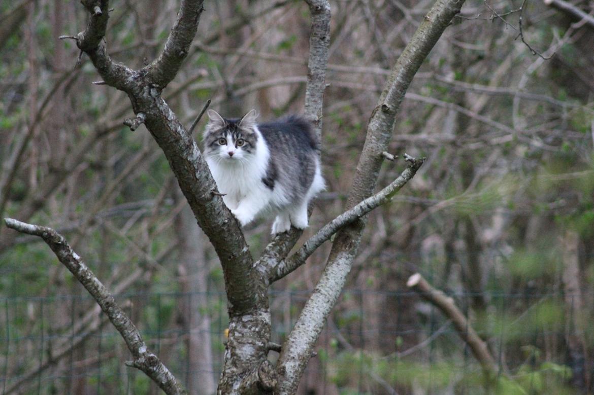 Kurilean Bobtail DK*Klokmose's Razzer billede 10