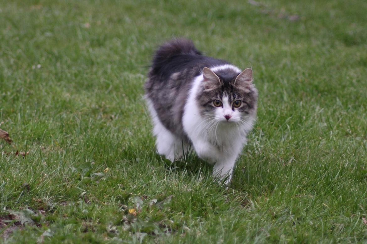 Kurilean Bobtail DK*Klokmose's Razzer billede 23