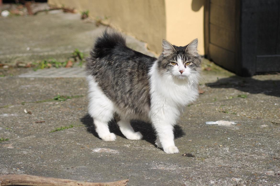 Kurilean Bobtail DK*Klokmose's Razzer billede 24