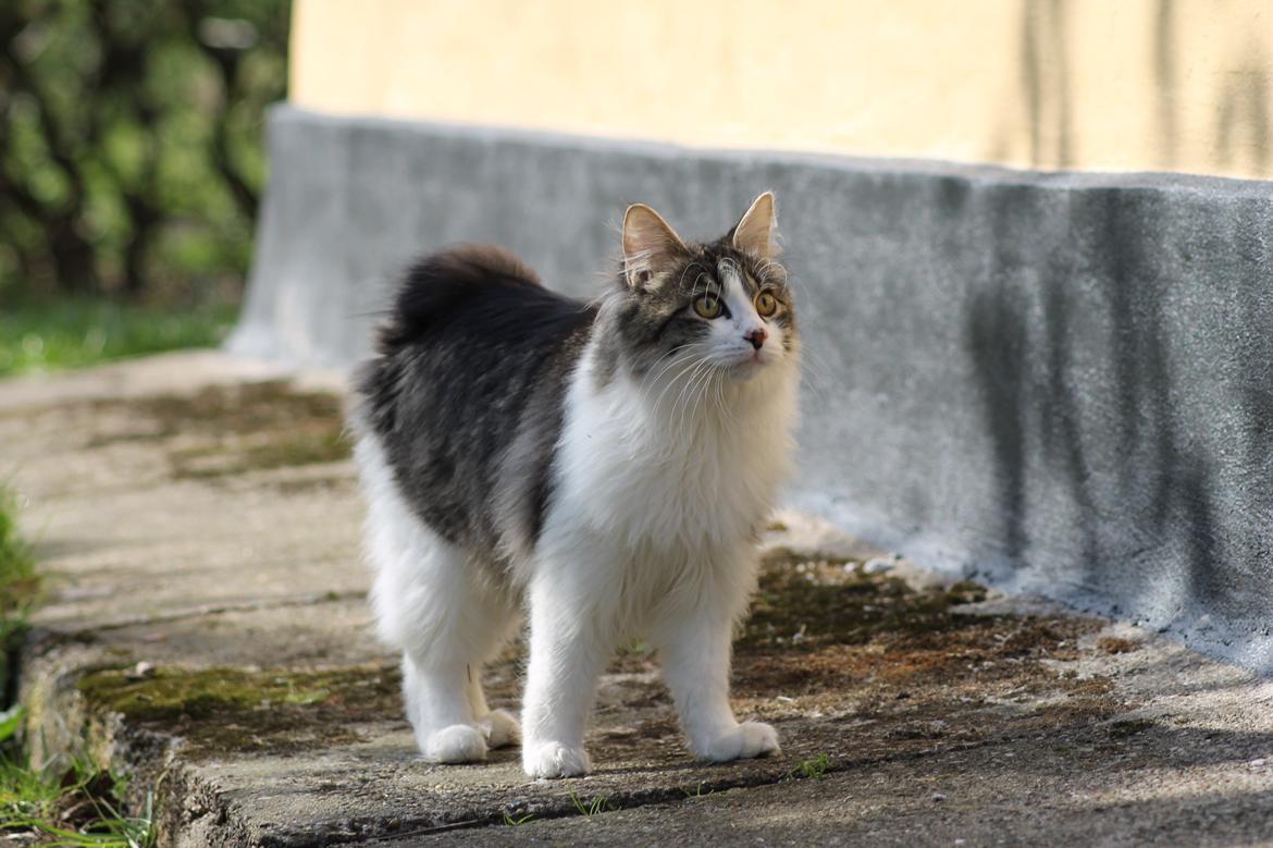 Kurilean Bobtail DK*Klokmose's Razzer billede 26