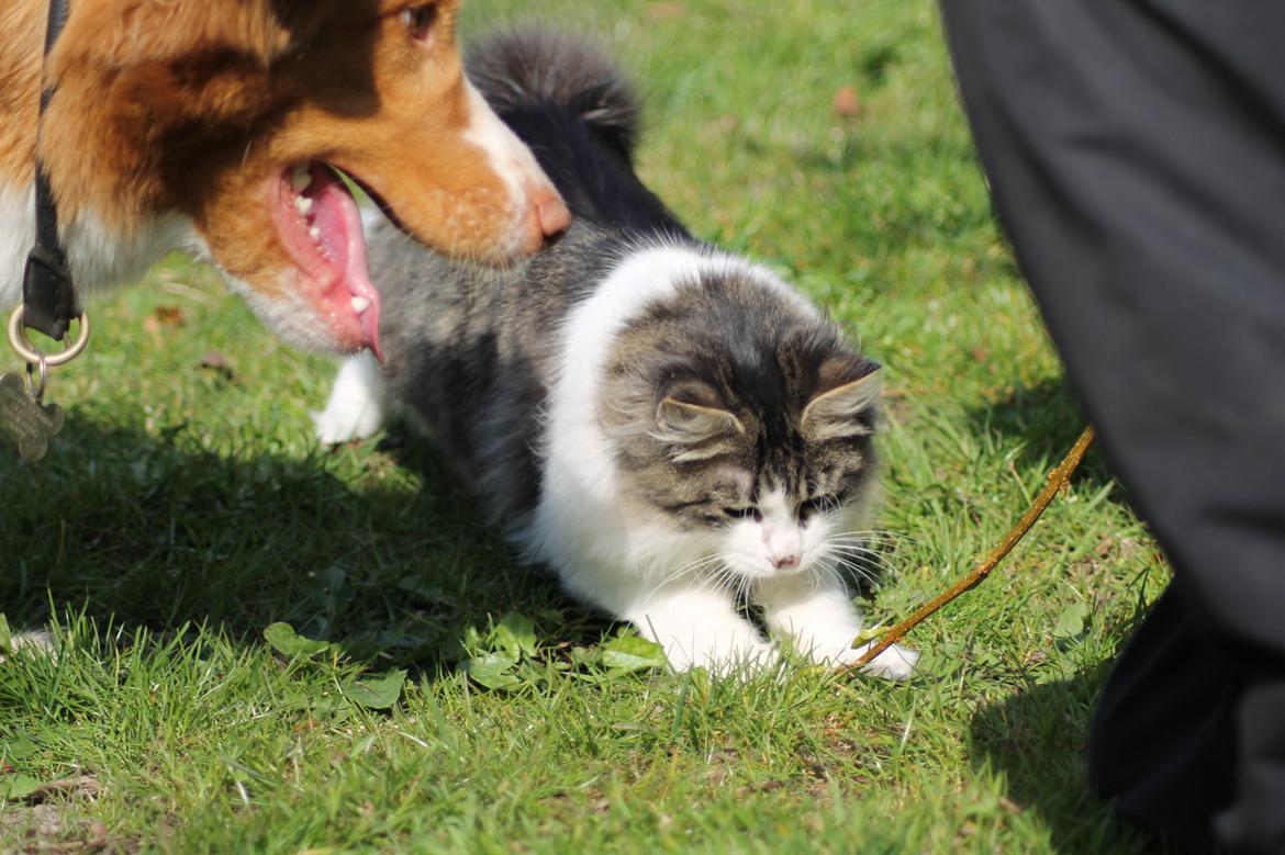 Kurilean Bobtail DK*Klokmose's Razzer billede 27