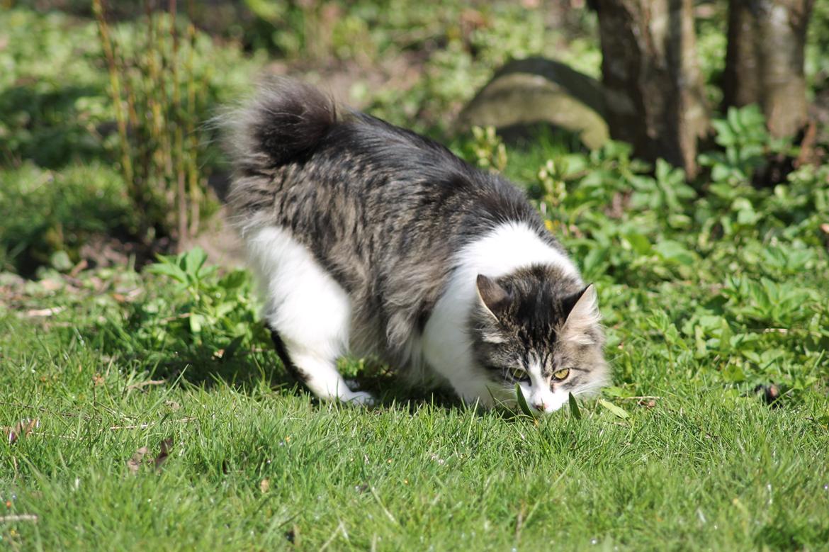 Kurilean Bobtail DK*Klokmose's Razzer billede 25