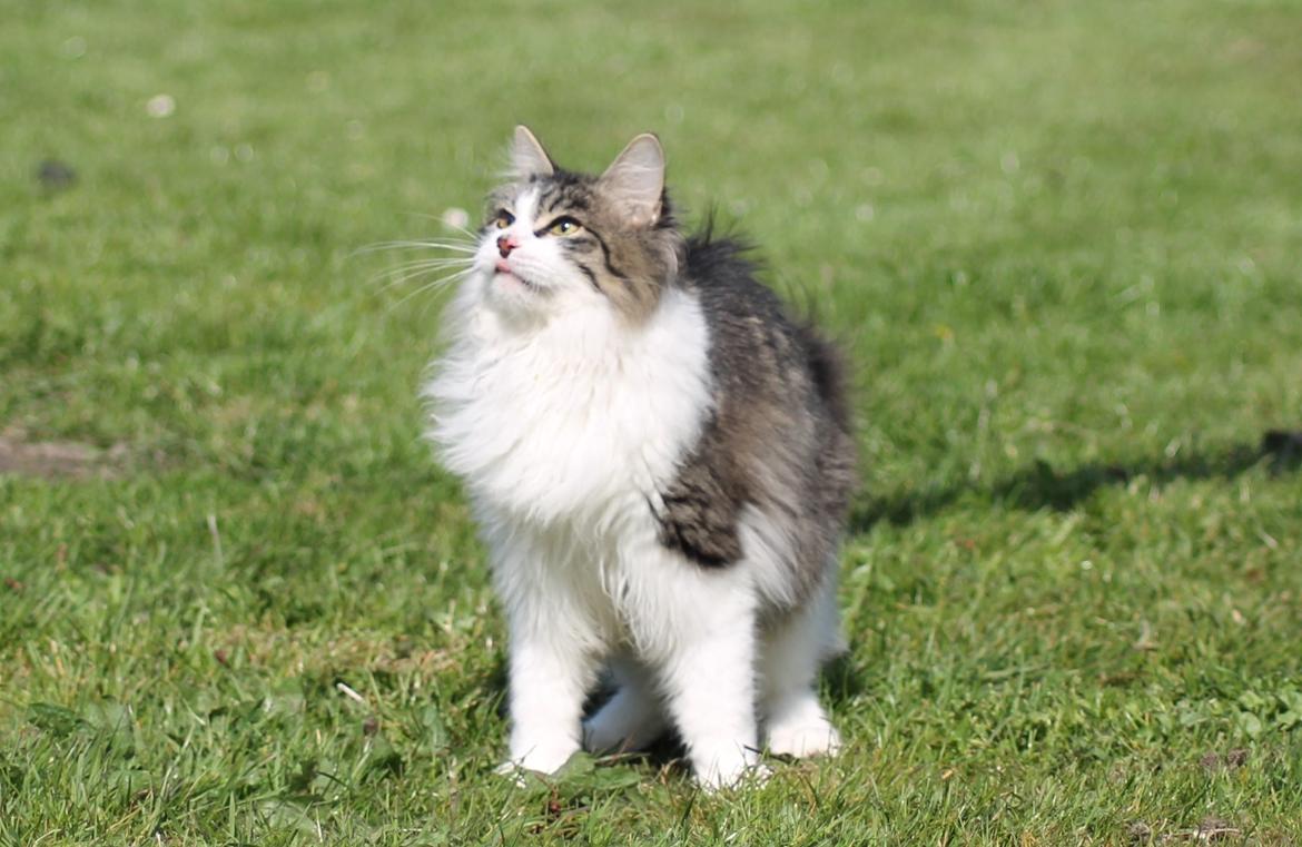 Kurilean Bobtail DK*Klokmose's Razzer billede 1