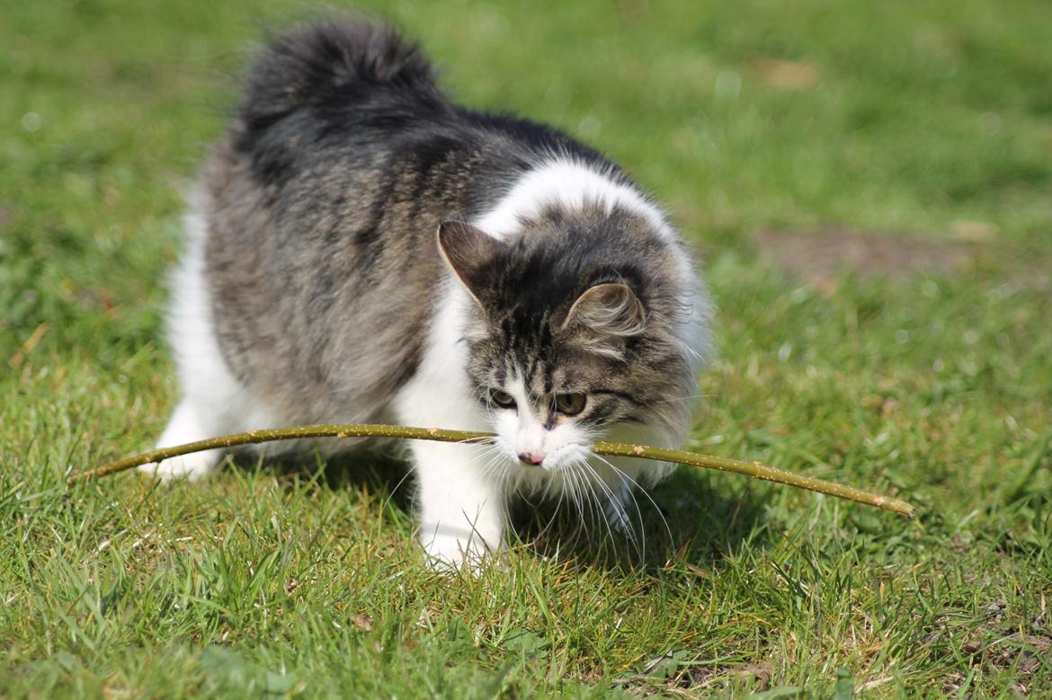 Kurilean Bobtail DK*Klokmose's Razzer billede 28