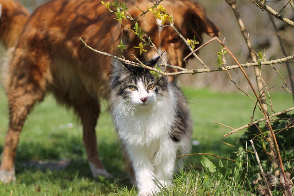 Kurilean Bobtail DK*Klokmose's Razzer billede 29