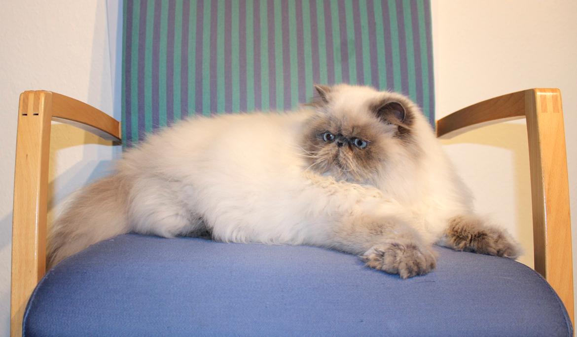 Colorpoint DK White Secret Cisco billede 2