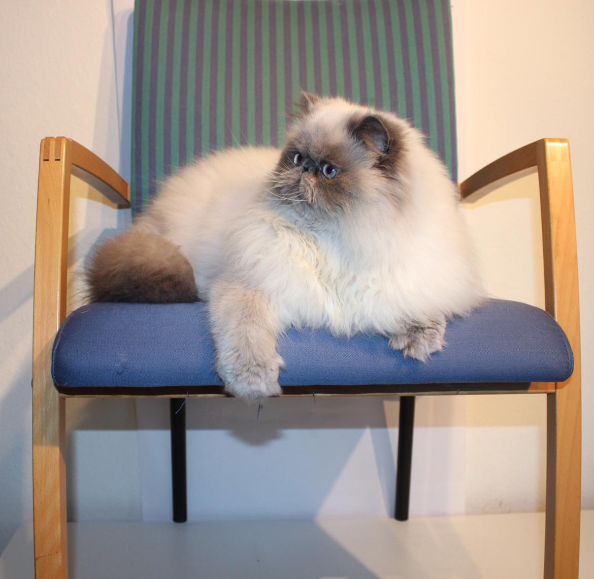 Colorpoint DK White Secret Cisco billede 9