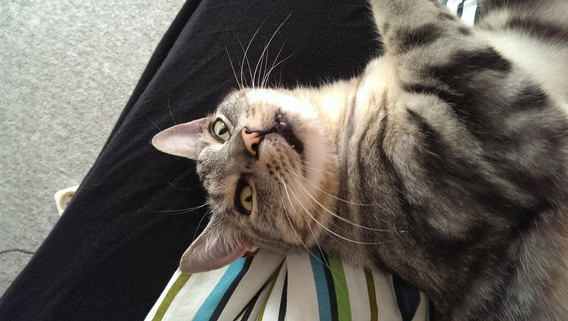 Europé Carezzando's Silver Pio billede 21