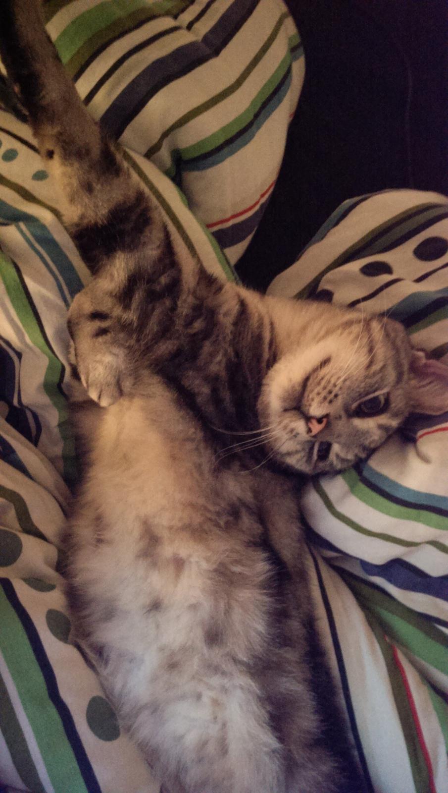 Europé Carezzando's Silver Pio billede 10