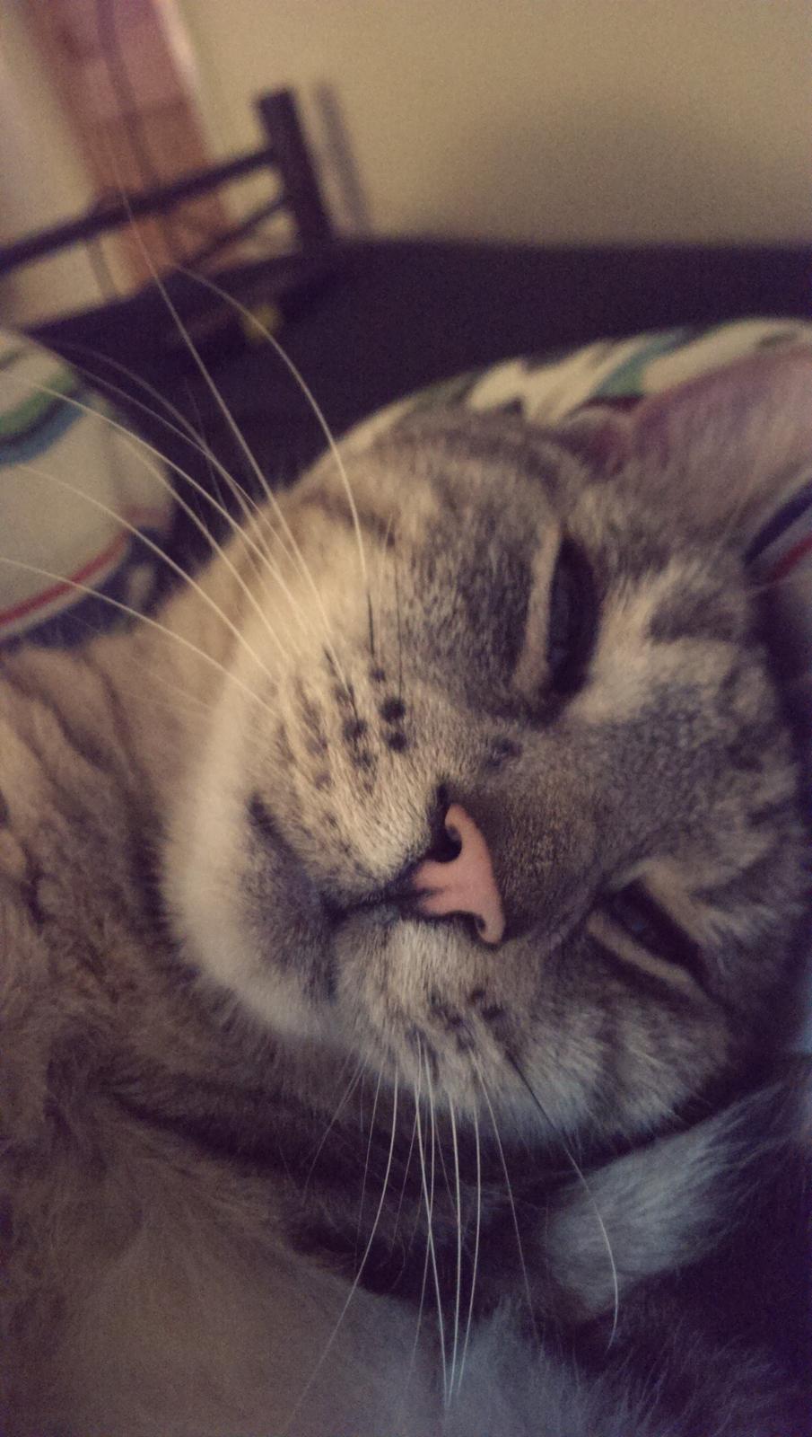 Europé Carezzando's Silver Pio billede 20