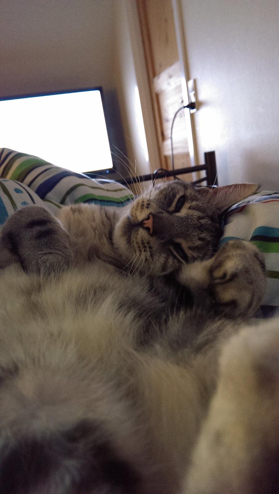 Europé Carezzando's Silver Pio billede 17