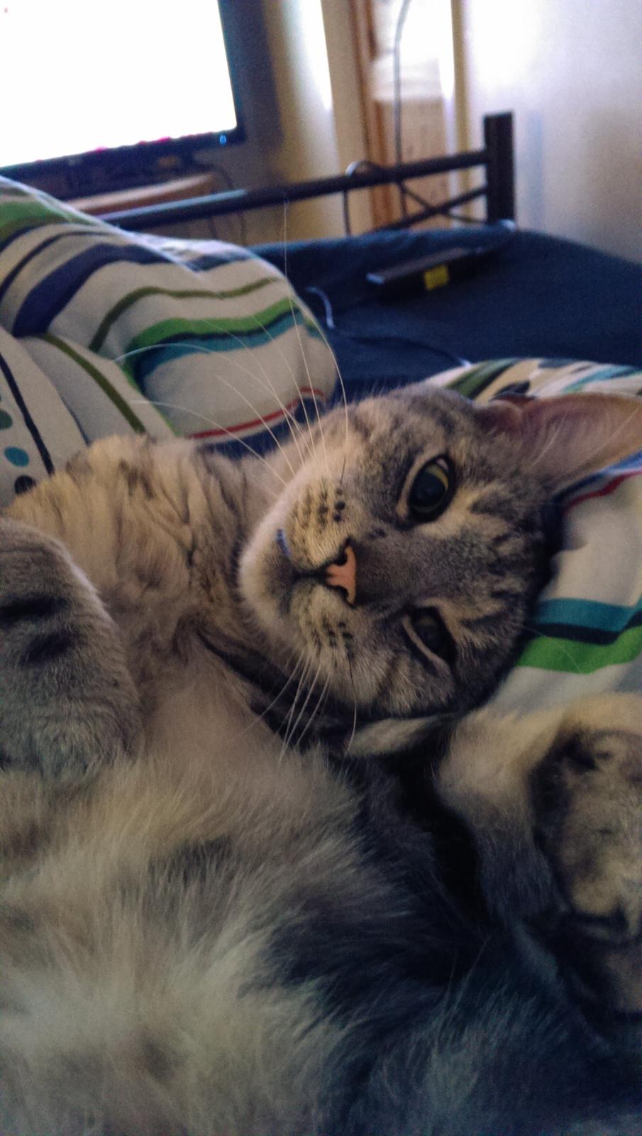 Europé Carezzando's Silver Pio billede 24