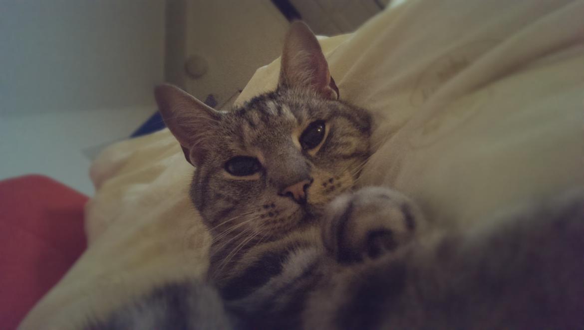 Europé Carezzando's Silver Pio billede 26