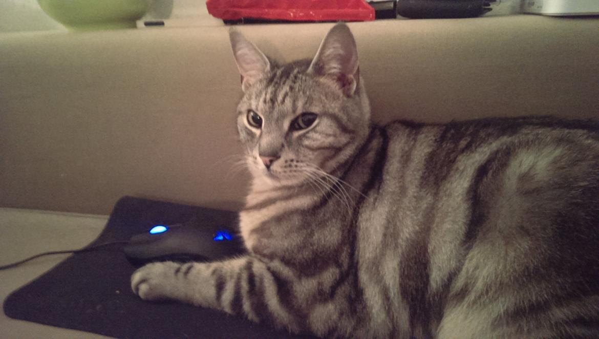 Europé Carezzando's Silver Pio - Han har fanget en "mus" ;) billede 29