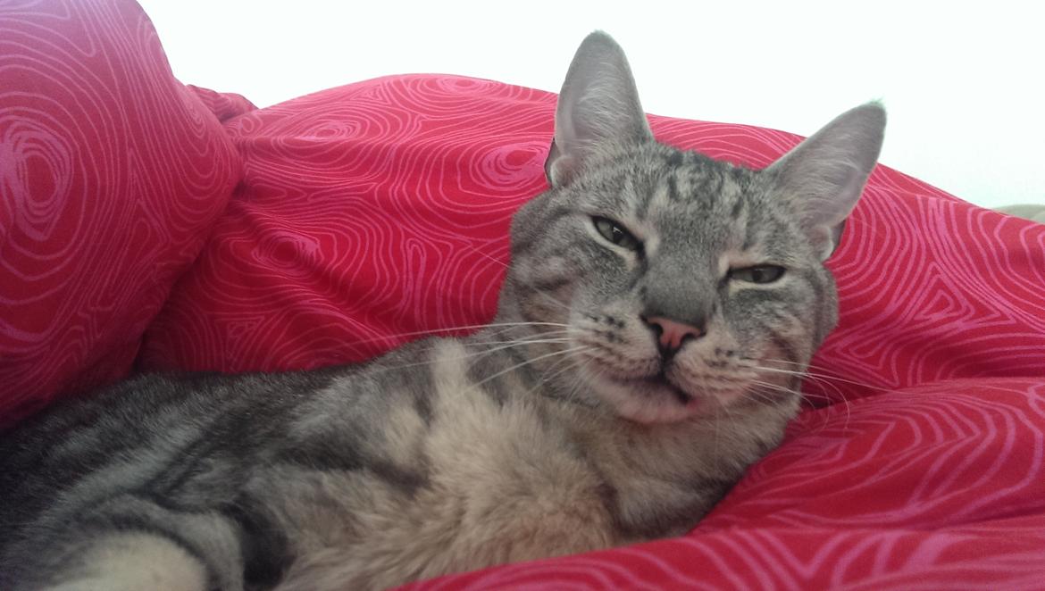 Europé Carezzando's Silver Pio billede 23