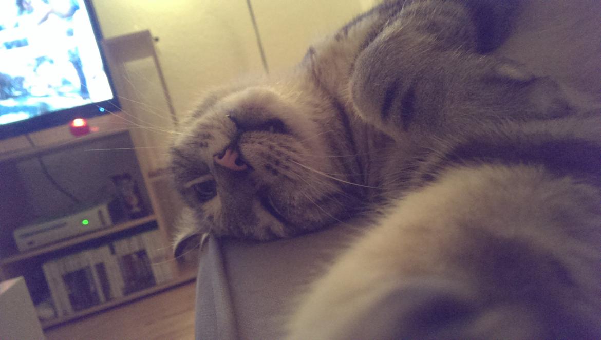 Europé Carezzando's Silver Pio billede 33