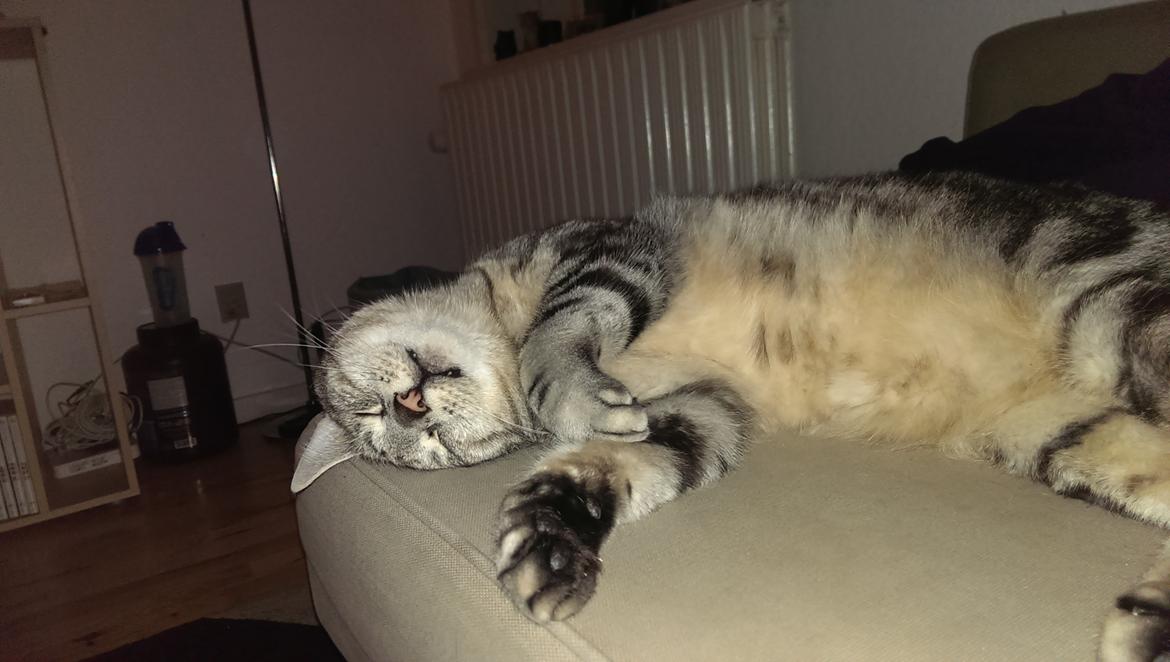 Europé Carezzando's Silver Pio billede 19