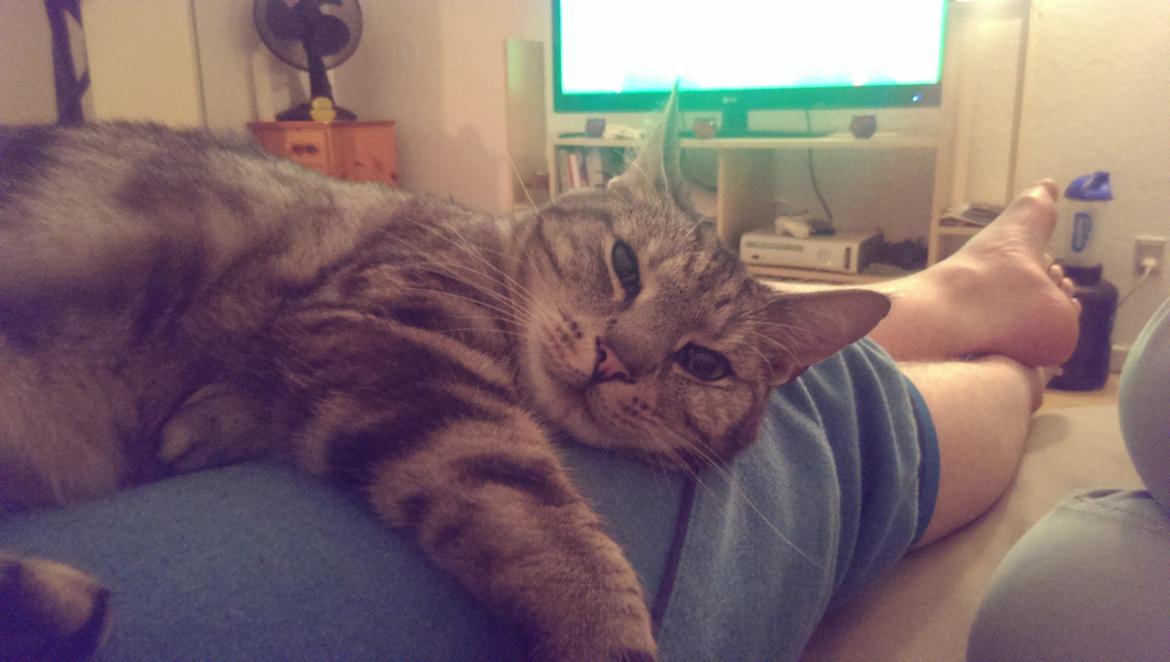 Europé Carezzando's Silver Pio - Min kærestes ben er det bedste sove sted! billede 13