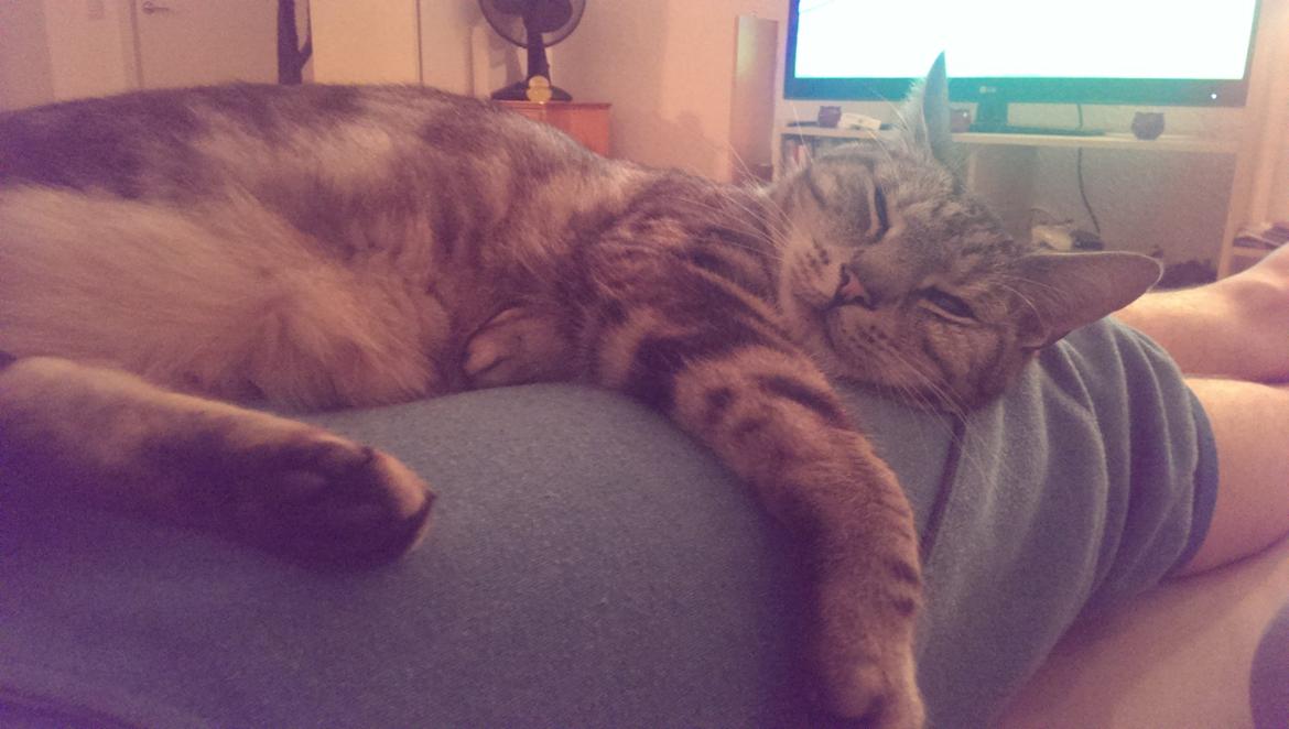 Europé Carezzando's Silver Pio - Pio elsker min kæreste :) billede 34