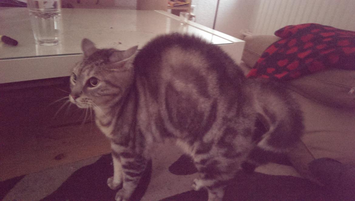 Europé Carezzando's Silver Pio - Pios reaktion på en hund :) billede 14