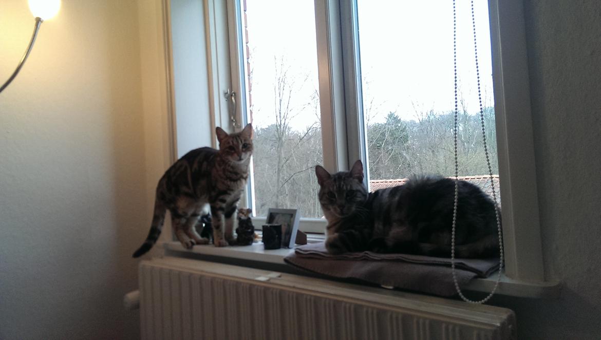 Europé Carezzando's Silver Pio - Hygge i vinduet :) billede 18