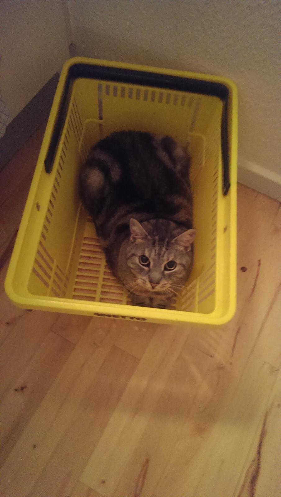 Europé Carezzando's Silver Pio - Pio har misforstået konceptet "Kattekurv" billede 11