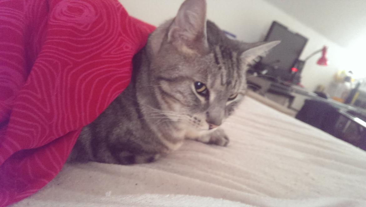 Europé Carezzando's Silver Pio - Pio elsker at hygge med dyne :) billede 44