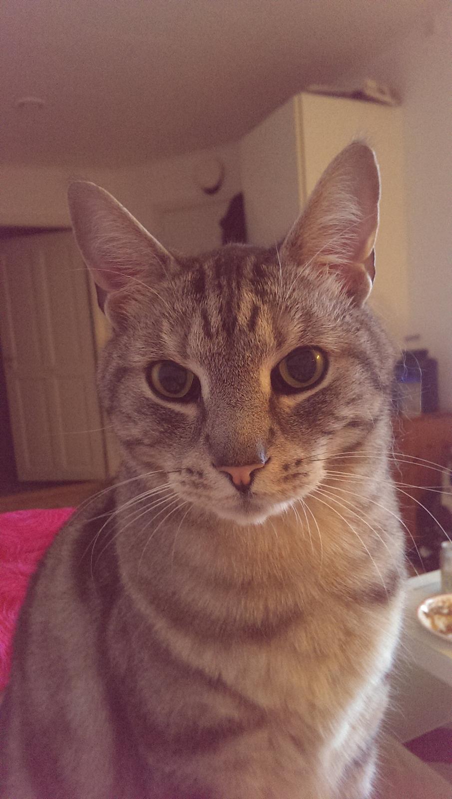 Europé Carezzando's Silver Pio billede 25