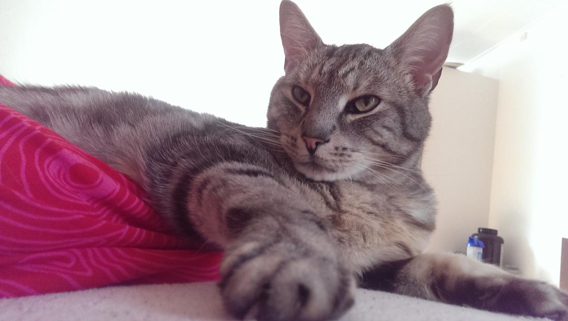 Europé Carezzando's Silver Pio billede 28