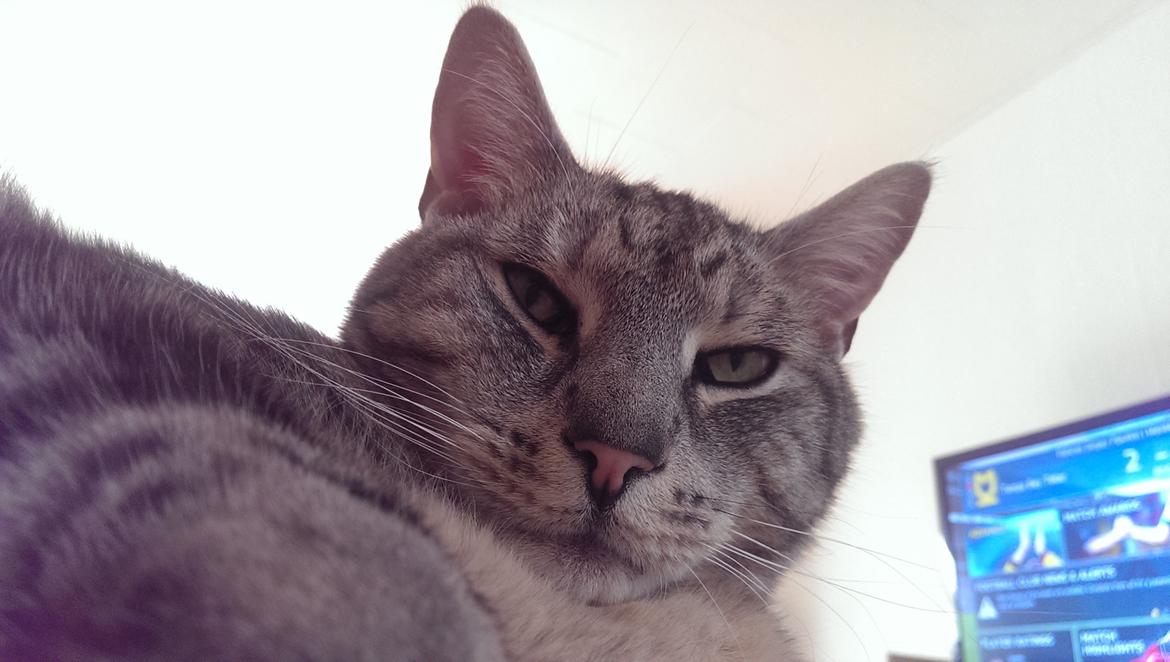 Europé Carezzando's Silver Pio - Tykke mis :) billede 22