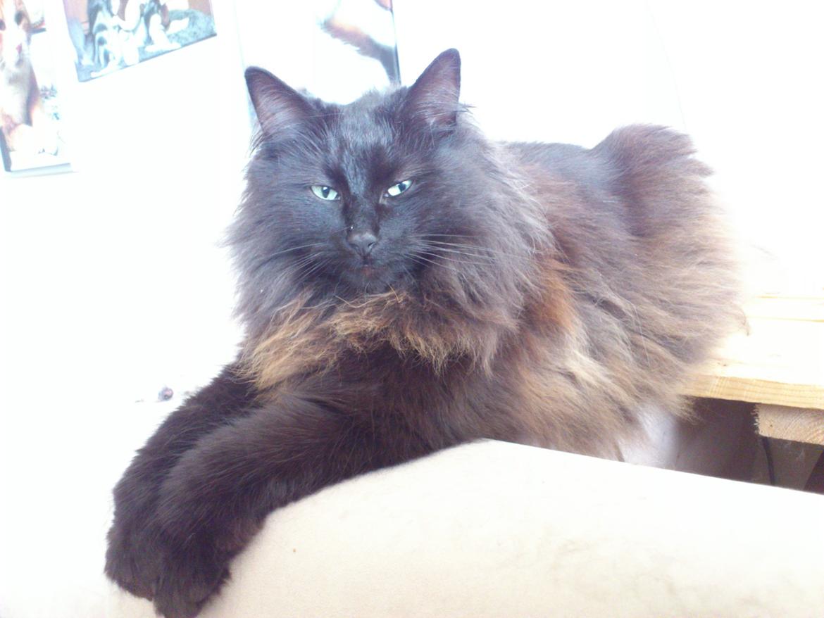 Norsk Skovkat CH DK Nobel-dream´s A Jump billede 33