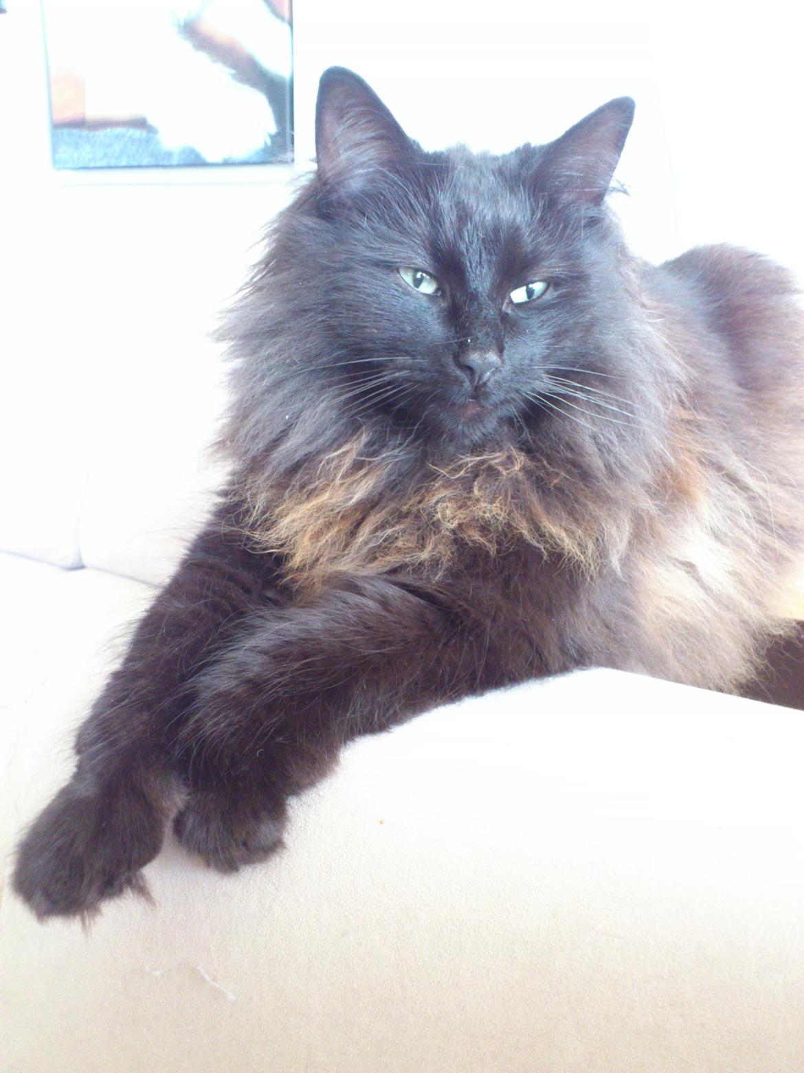 Norsk Skovkat CH DK Nobel-dream´s A Jump billede 34