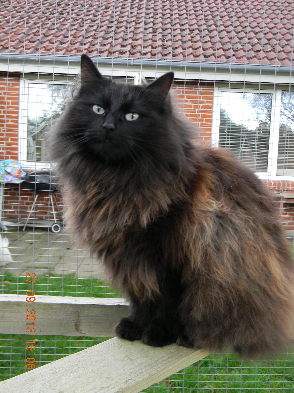 Norsk Skovkat CH DK Nobel-dream´s A Jump billede 3