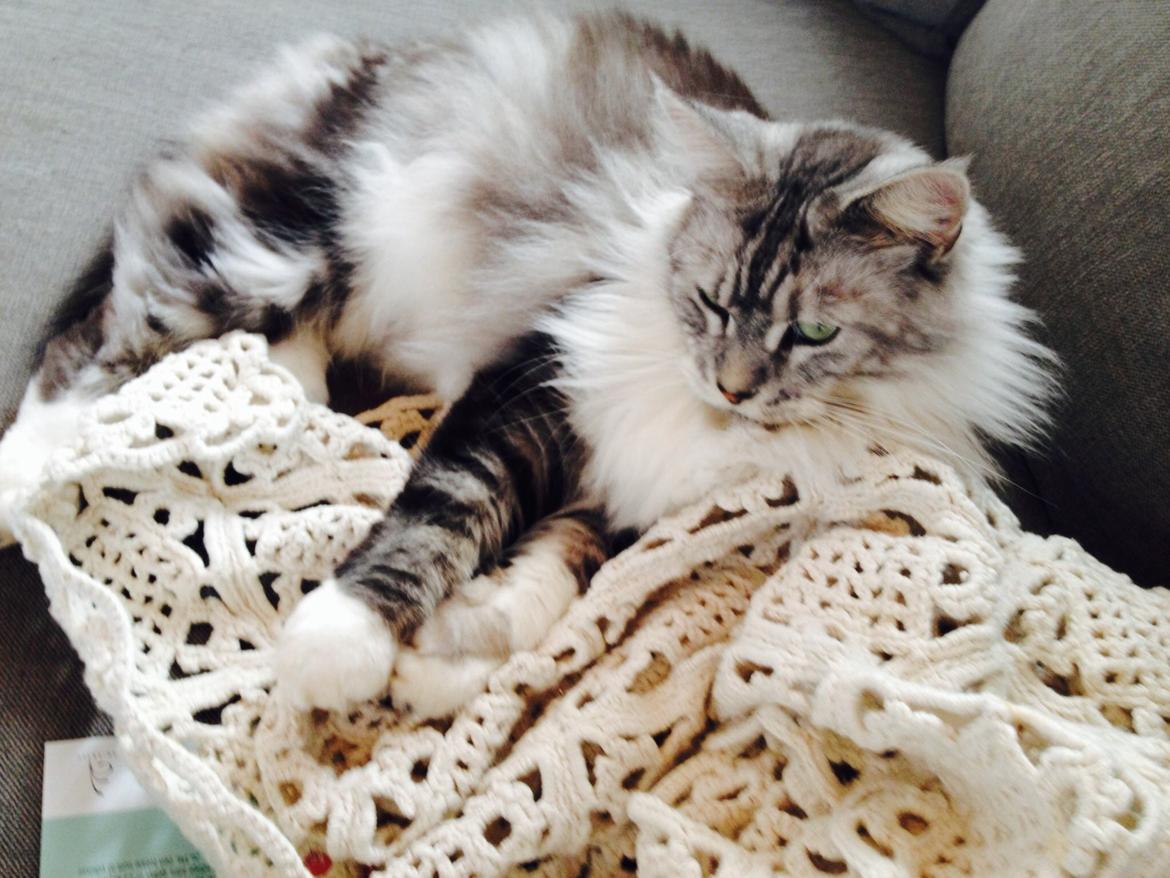 Maine Coon barco billede 12