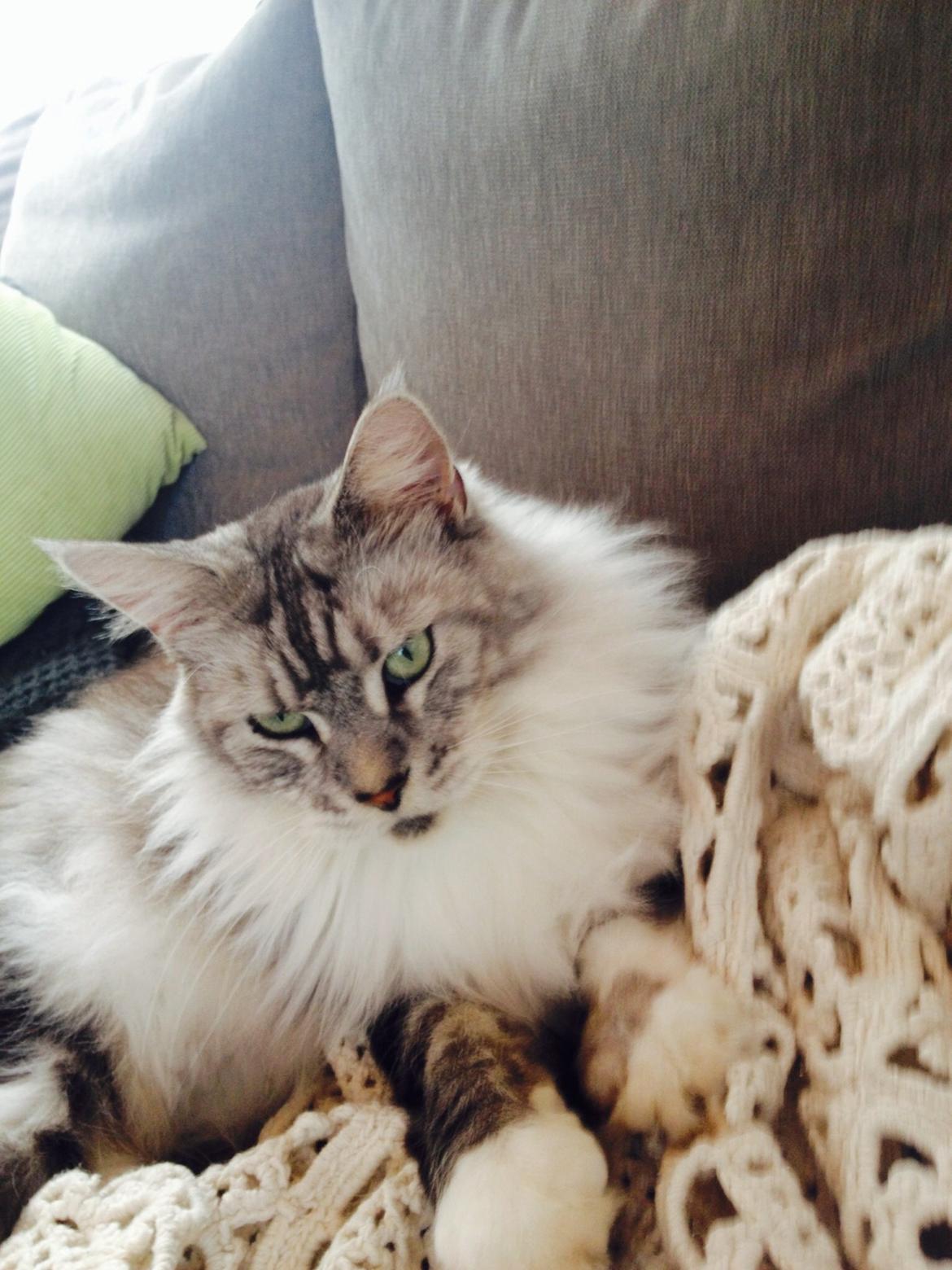 Maine Coon barco billede 13