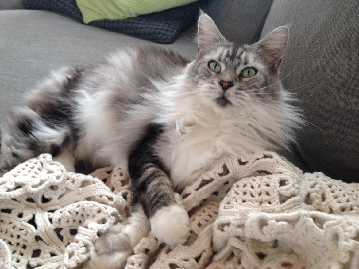 Maine Coon barco billede 14