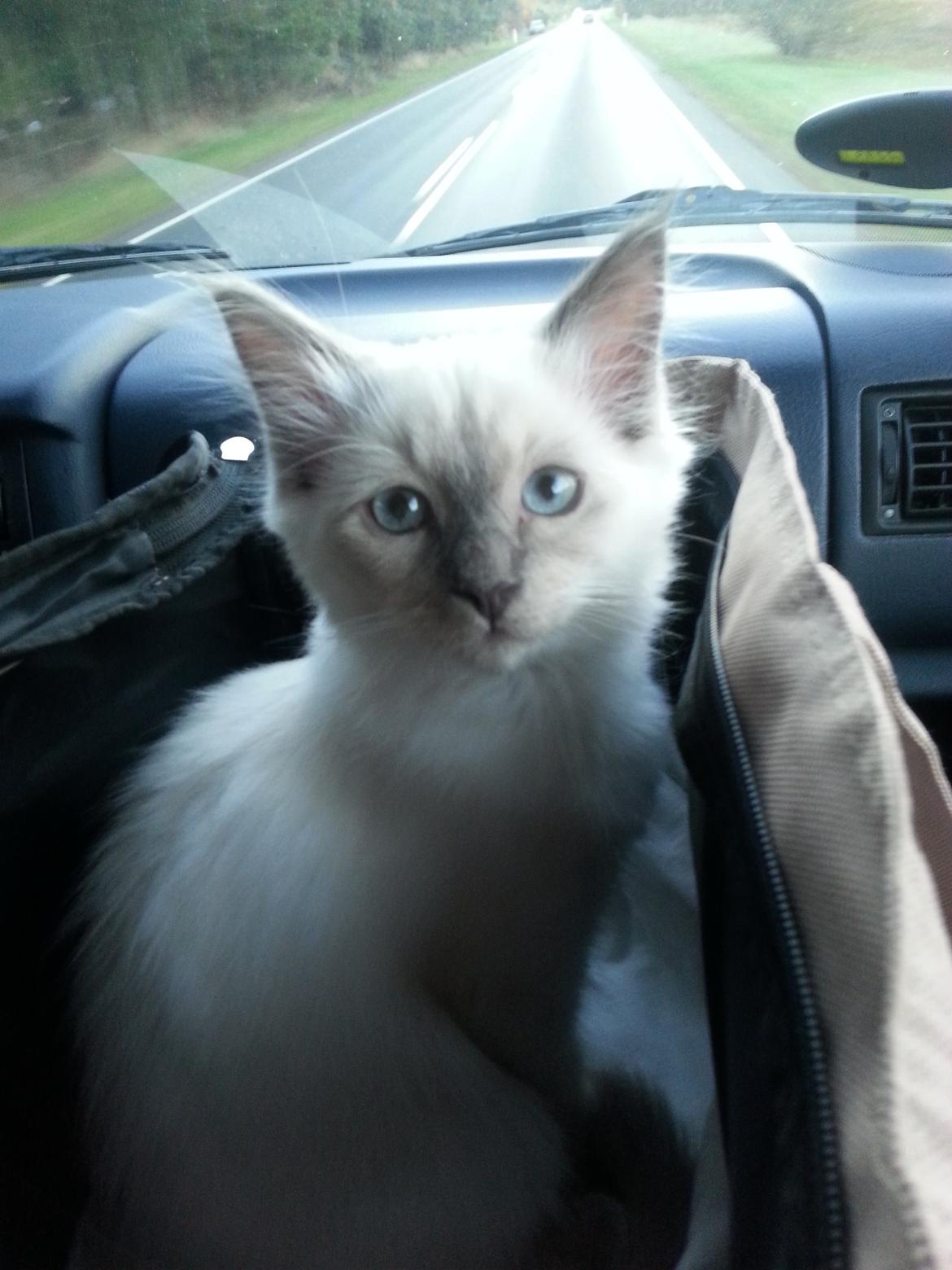 Blanding af racer Ludvig billede 2